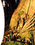 Tree Root Image